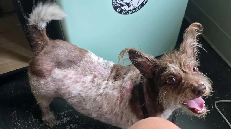Stubby