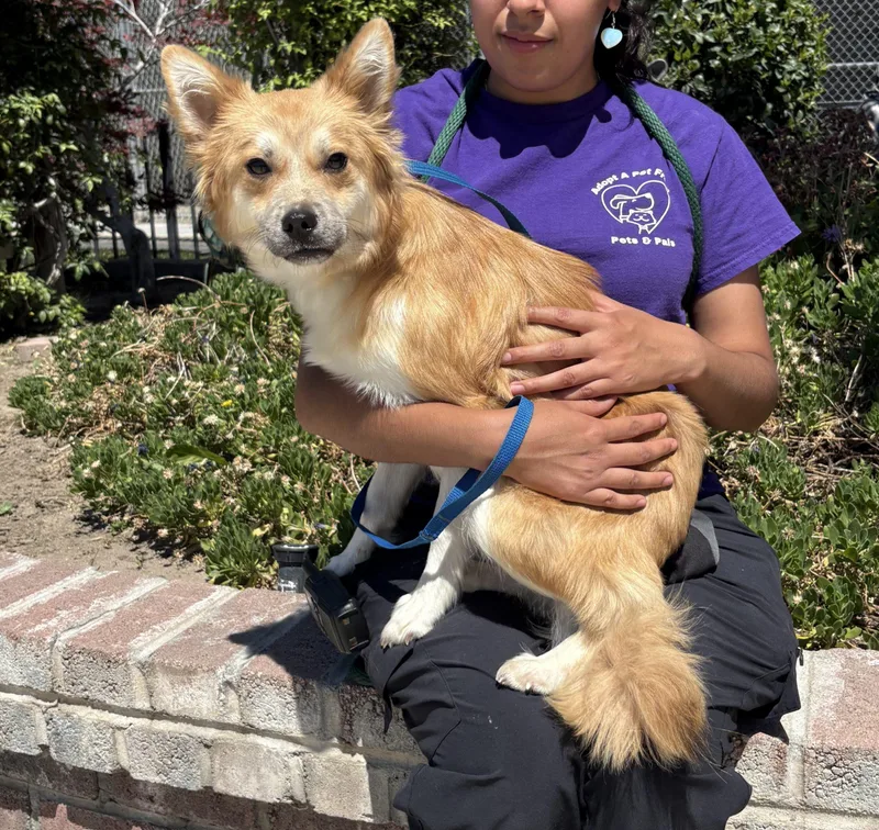 A young small-sized female Yellow / Tan / Blond / Fawn Mixed Breed dog named Scarlet for adoption in Lathrop, CA