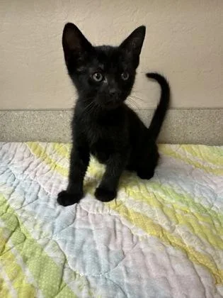 A young small-sized male Domestic Short Hair cat named Chester for adoption in Phoenix, AZ