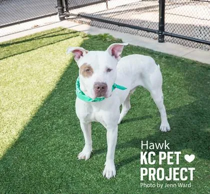 An adult large-sized male White / Cream Pit Bull Terrier dog named Hawk for adoption in Kansas City, MO