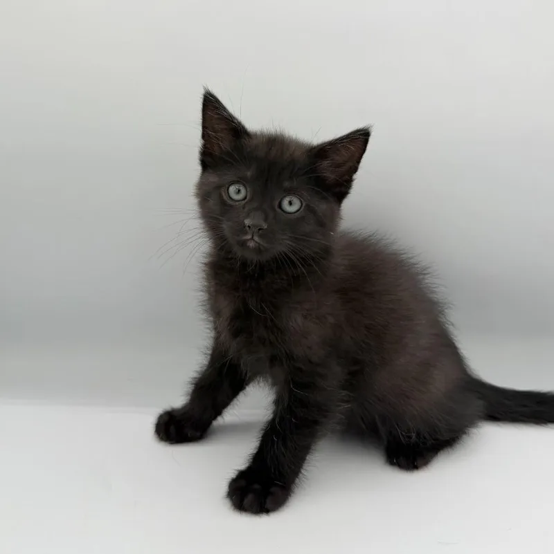 A baby medium-sized male Domestic Short Hair cat named Shrimp Fried Rice for adoption in State College, PA