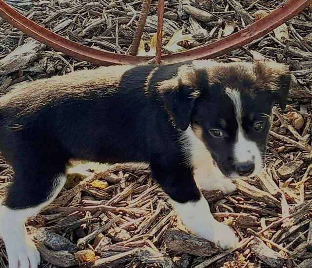 A baby small-sized male Tricolor (Brown, Black, & White) Mixed Breed dog named Slim for adoption in fort worth, TX