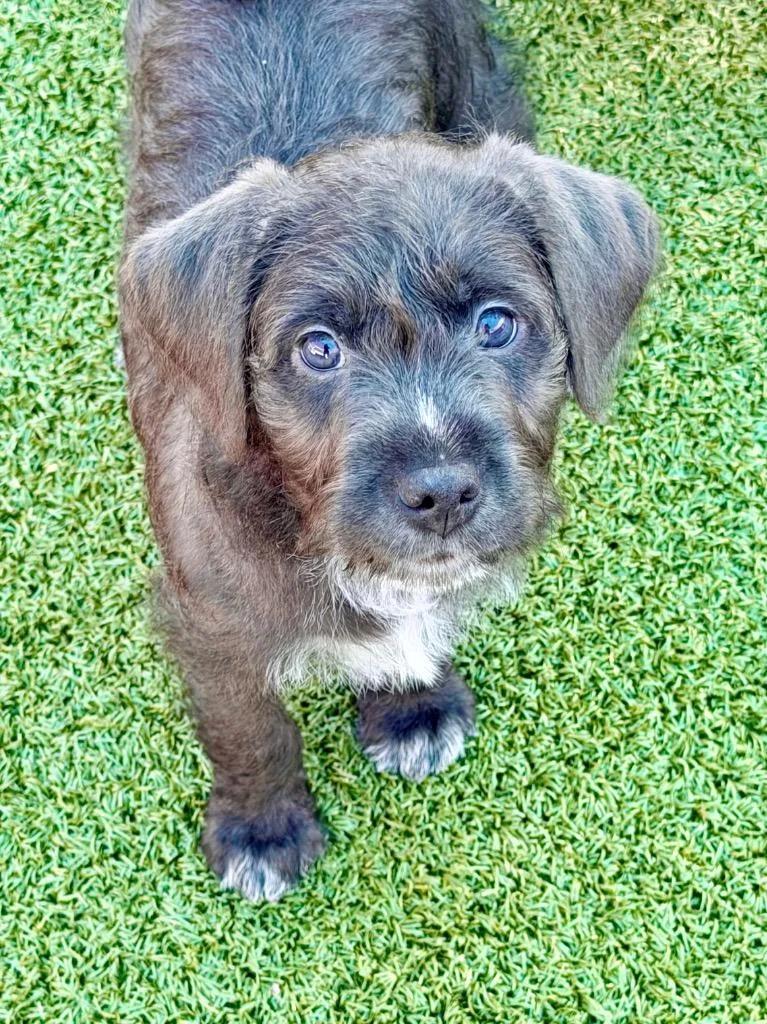 A baby large-sized female Hound dog named Fia for adoption in Cape Coral, FL