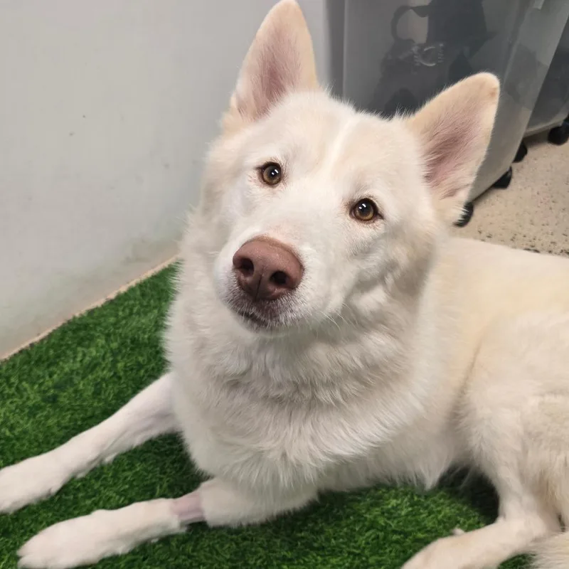 An adult large-sized male Husky dog named Achilles for adoption in Columbia, MO