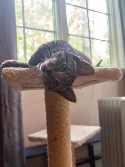 A baby small-sized male Domestic Short Hair cat named Wednesday for adoption in Ringoes, NJ