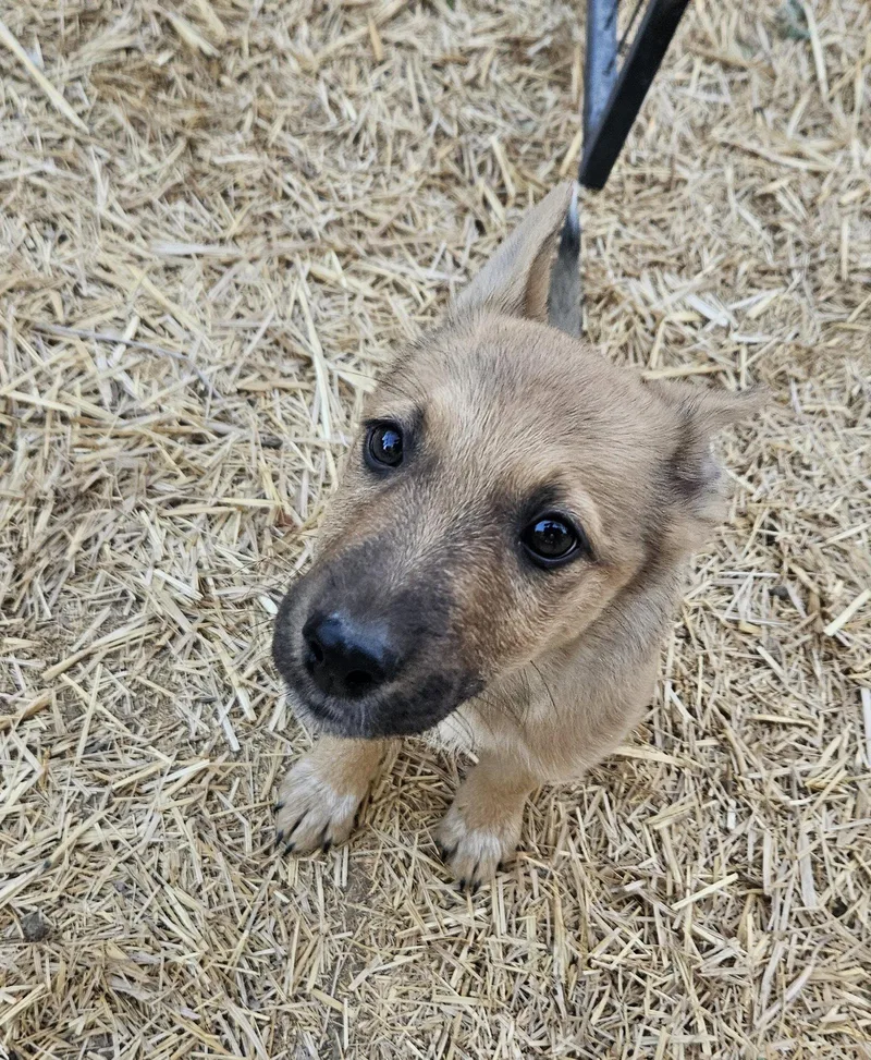 A baby medium-sized female Cattle Dog dog named Cini for adoption in Salt Lake City, UT