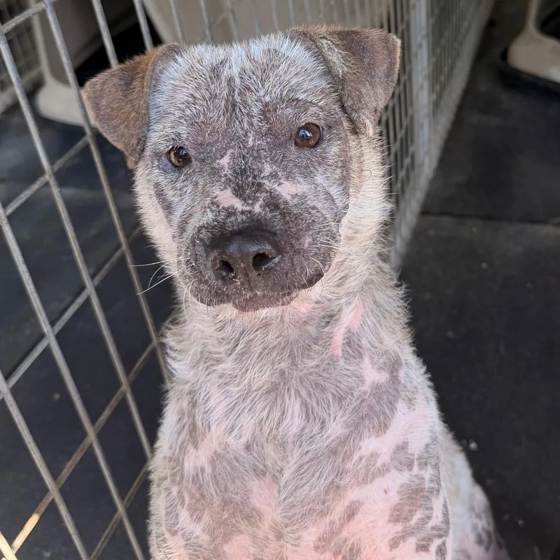 An adult medium-sized male Cattle Dog dog named Snowflake for adoption in Evensville, TN