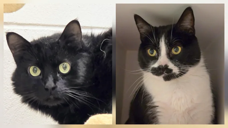 An adult large-sized male Black Domestic Short Hair cat named Simba &  Shadow for adoption in Amityville, NY