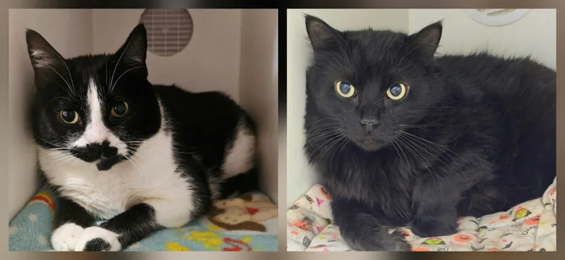 Simba &  Shadow thumbnail 2