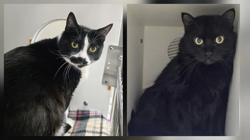 Simba &  Shadow thumbnail 6