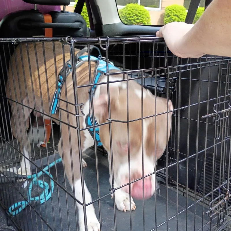 A young medium-sized male Brown / Chocolate Mixed Breed dog named StrayCalhounDrive for adoption in Columbus, GA
