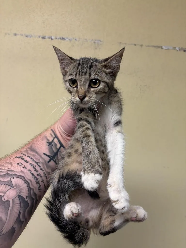 A baby medium-sized male Domestic Short Hair cat named Fraggle Rock ✅ for adoption in Florence, SC