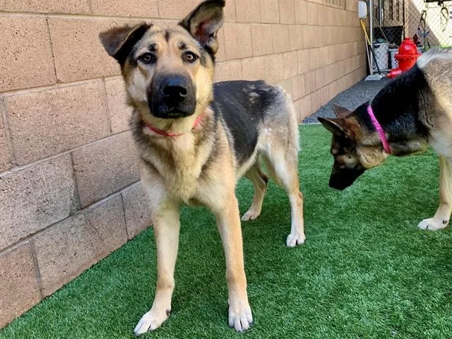 A young medium-sized female Brown / Chocolate German Shepherd Dog dog named Save Me Please! Klee for adoption in San Marcos, CA