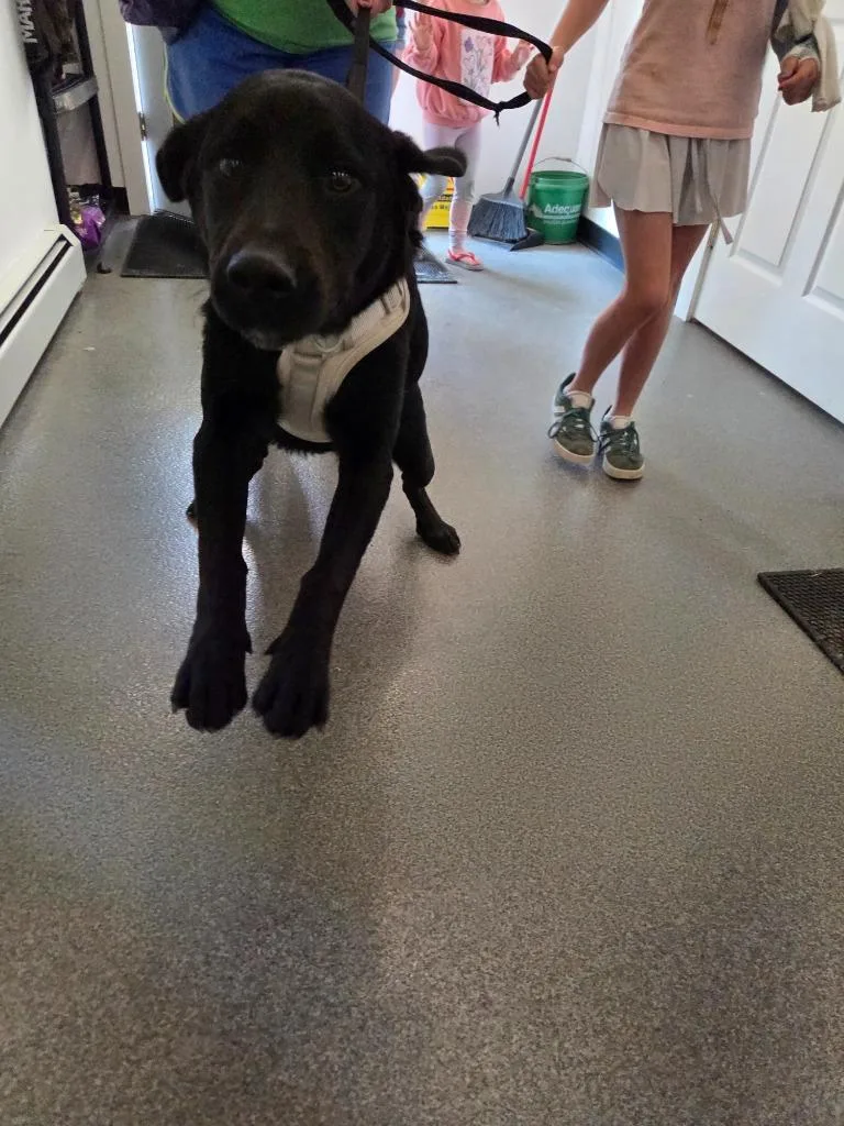 A baby large-sized male Bernese Mountain Dog dog named Beau for adoption in Lunenburg, VT