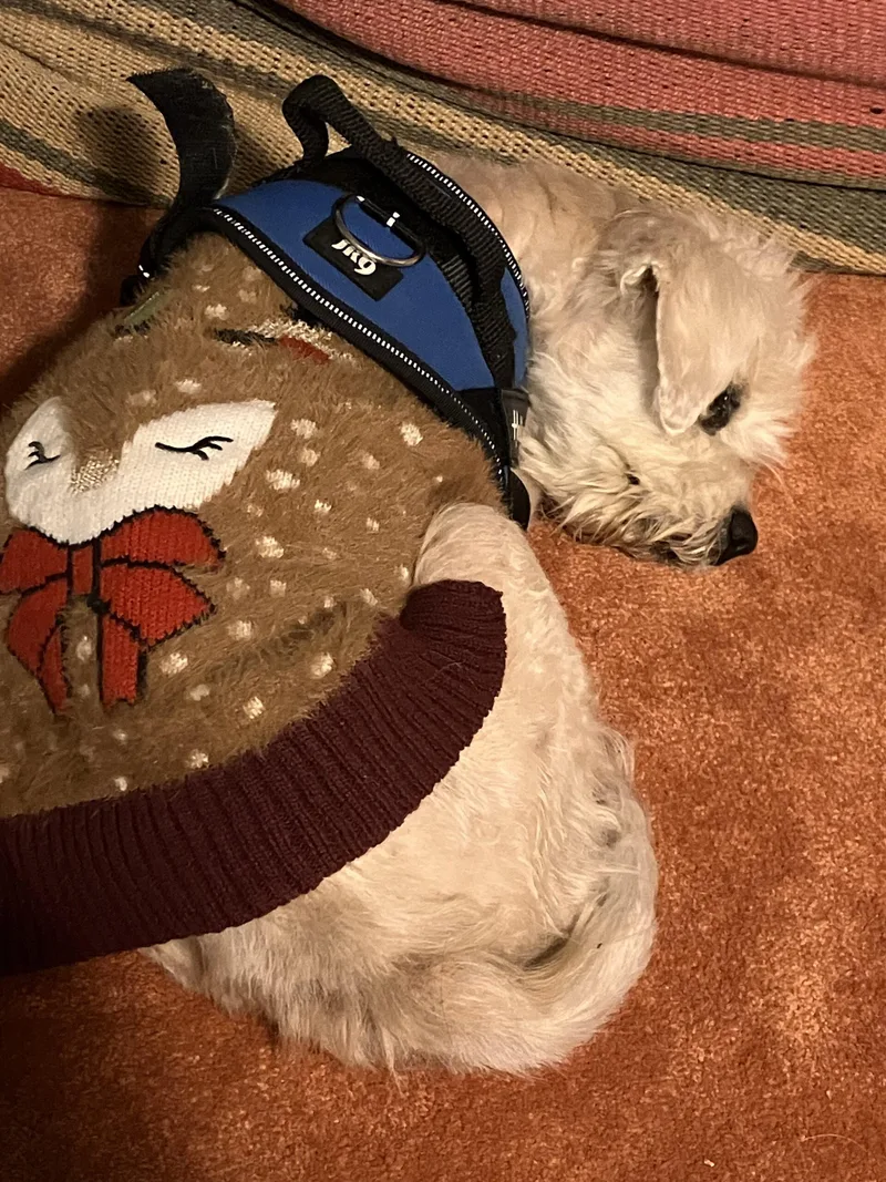 A senior small-sized male Yellow / Tan / Blond / Fawn Maltese dog named Little Drummer Boy for adoption in Broken Arrow, OK