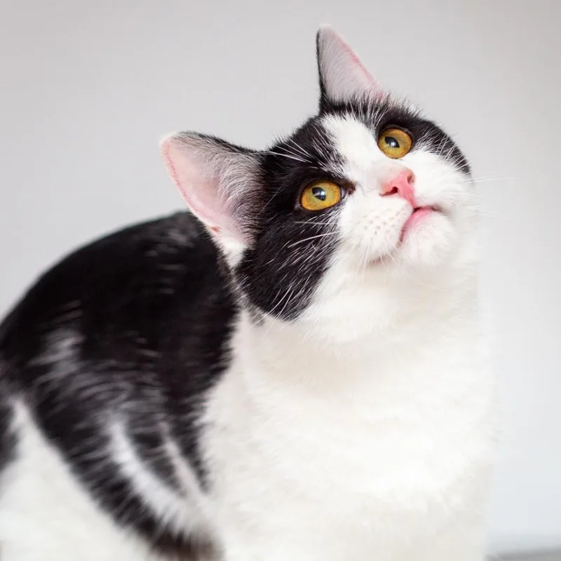 A young medium-sized female Domestic Short Hair cat named Miley for adoption in Hattiesburg, MS