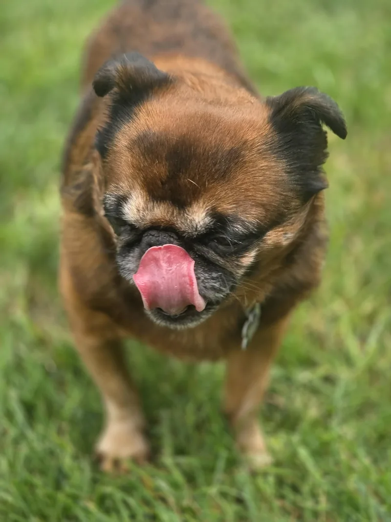 An adult small-sized male Brussels Griffon dog named Marvin for adoption in Lisbon, IA