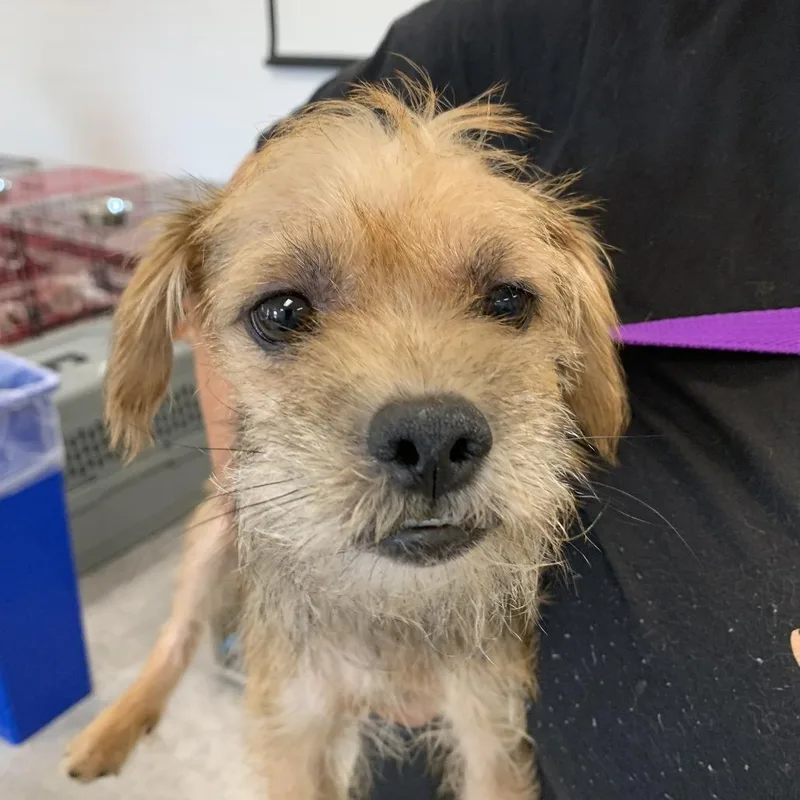 An adult small-sized female Yellow / Tan / Blond / Fawn Wirehaired Terrier dog named Carrie Oki for adoption in East Saint Louis, IL