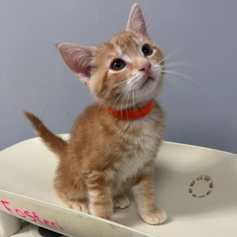 A baby small-sized male Orange / Red Domestic Short Hair cat named Blaze for adoption in Columbus, GA