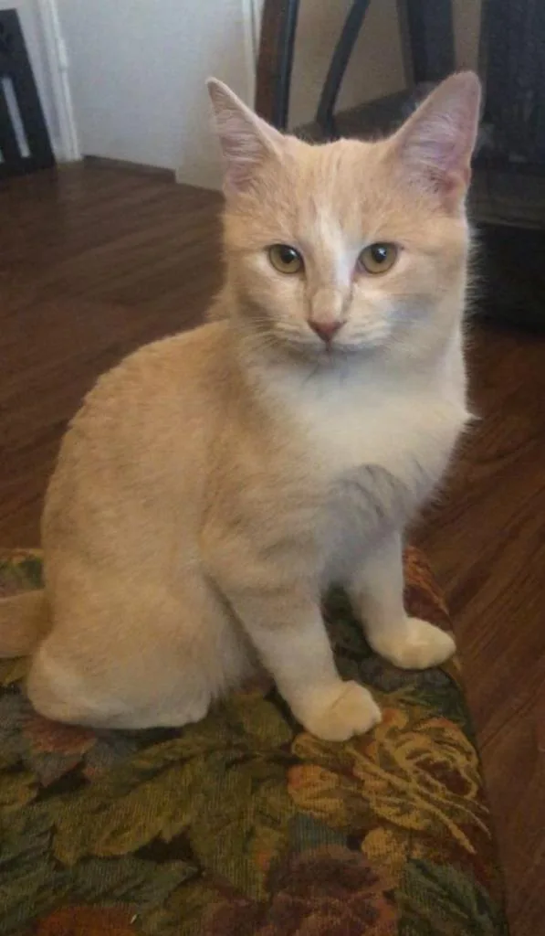 A young large-sized male Domestic Short Hair cat named Sammy for adoption in New Baltimore, MI