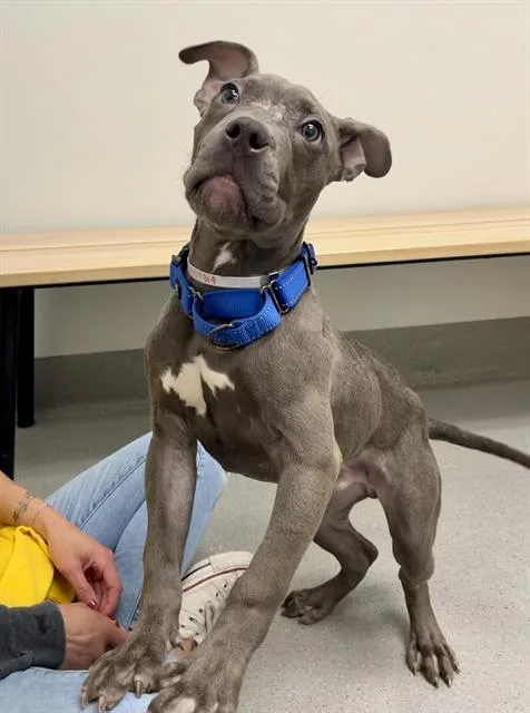 A baby small-sized male Pit Bull Terrier dog named Apollo for adoption in San Francisco, CA