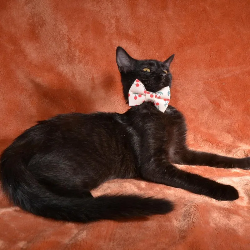 A young medium-sized male Black Domestic Short Hair cat named Shadow for adoption in Traverse City, MI