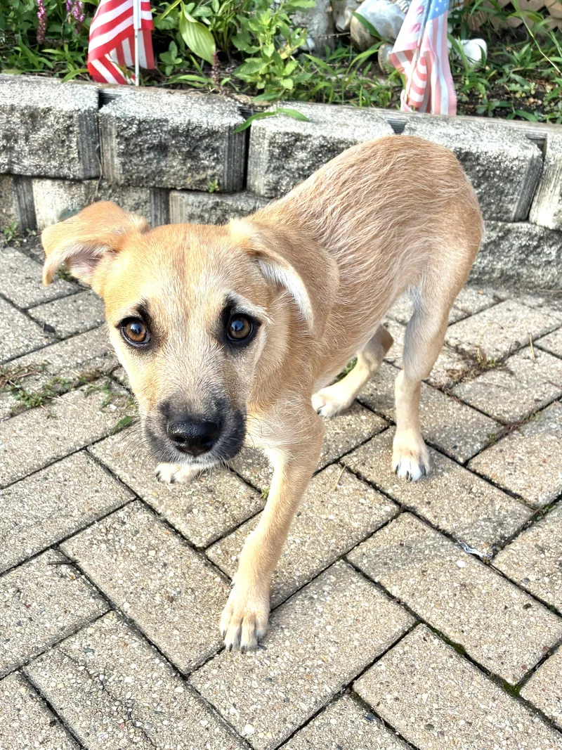 A baby medium-sized female Black Mouth Cur dog named Hope for adoption in West Chicago, IL