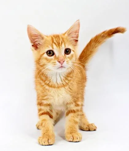 A baby small-sized male Domestic Short Hair cat named Blood Orange for adoption in Morton Grove, IL
