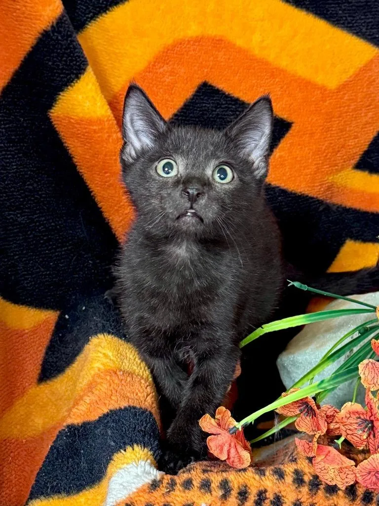 A baby small-sized male Domestic Short Hair cat named Zappy for adoption in Stillwater, OK