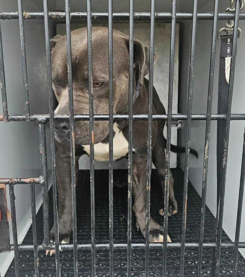 An adult large-sized male Pit Bull Terrier dog named Kenny for adoption in Vineland, NJ