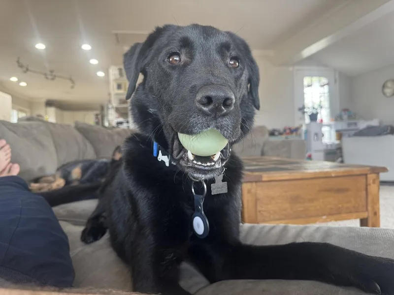 An adult large-sized male Black Labrador Retriever dog named Monggun for adoption in Long Island City, NY
