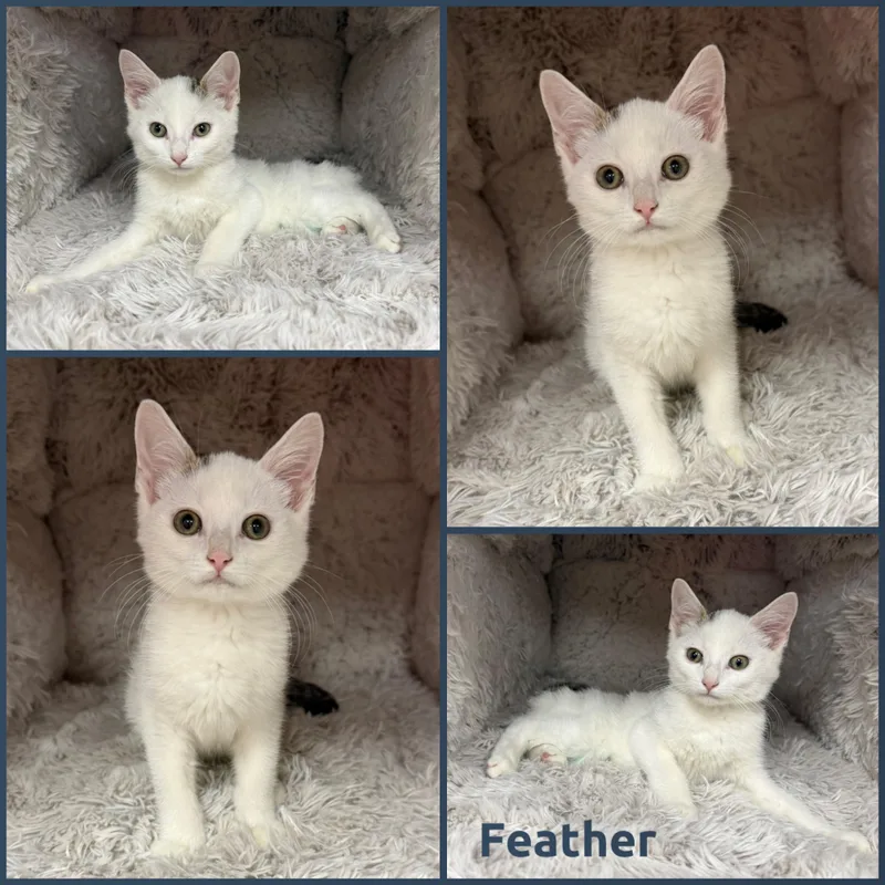 A baby small-sized male Black & White / Tuxedo Domestic Short Hair cat named Feather for adoption in Louisville, KY