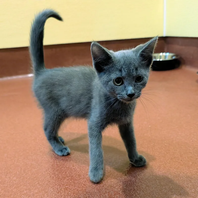 A baby medium-sized male Domestic Short Hair cat named Arthur for adoption in Accident, MD