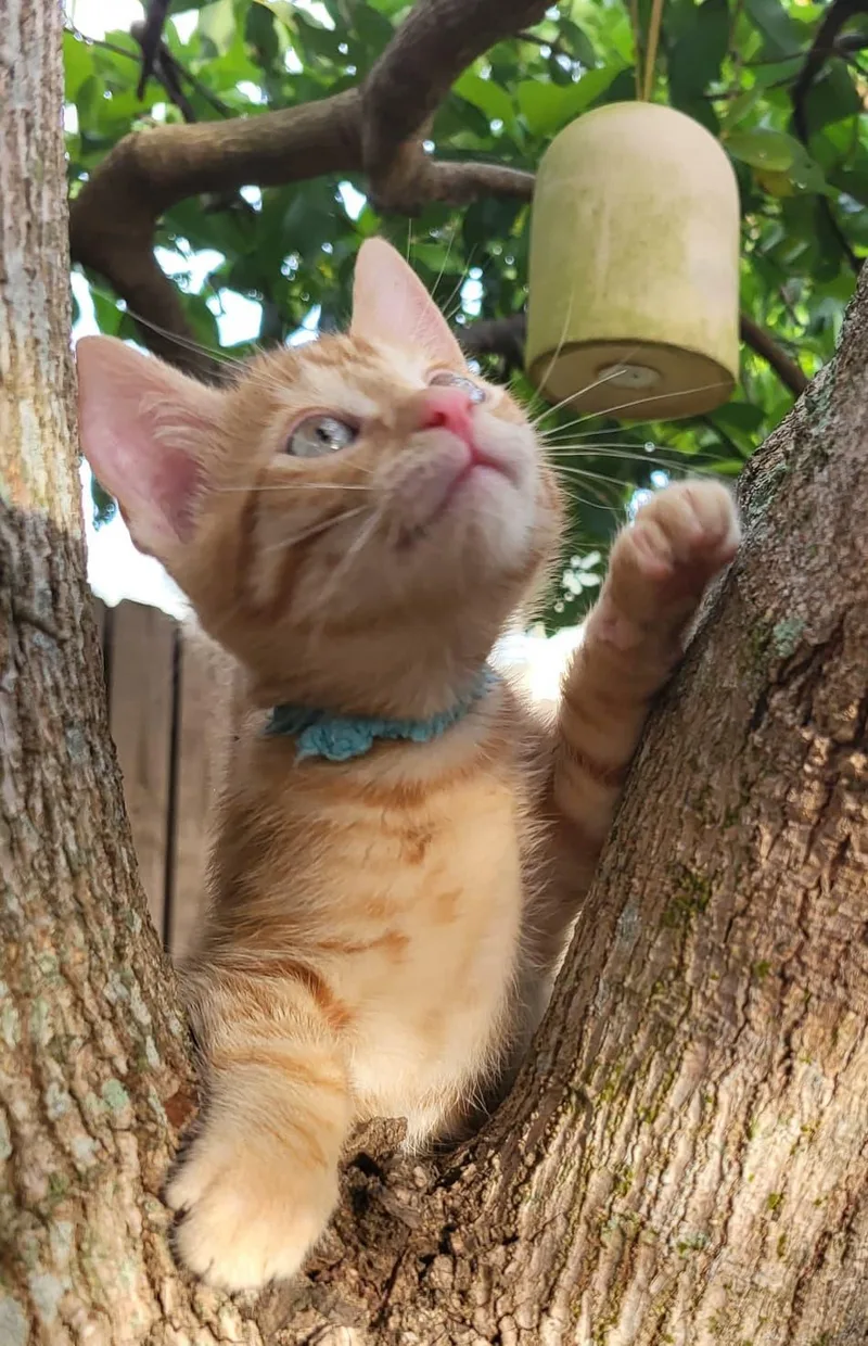 A baby medium-sized male Tabby (Orange / Red) Domestic Short Hair cat named Abner for adoption in Sunrise, FL