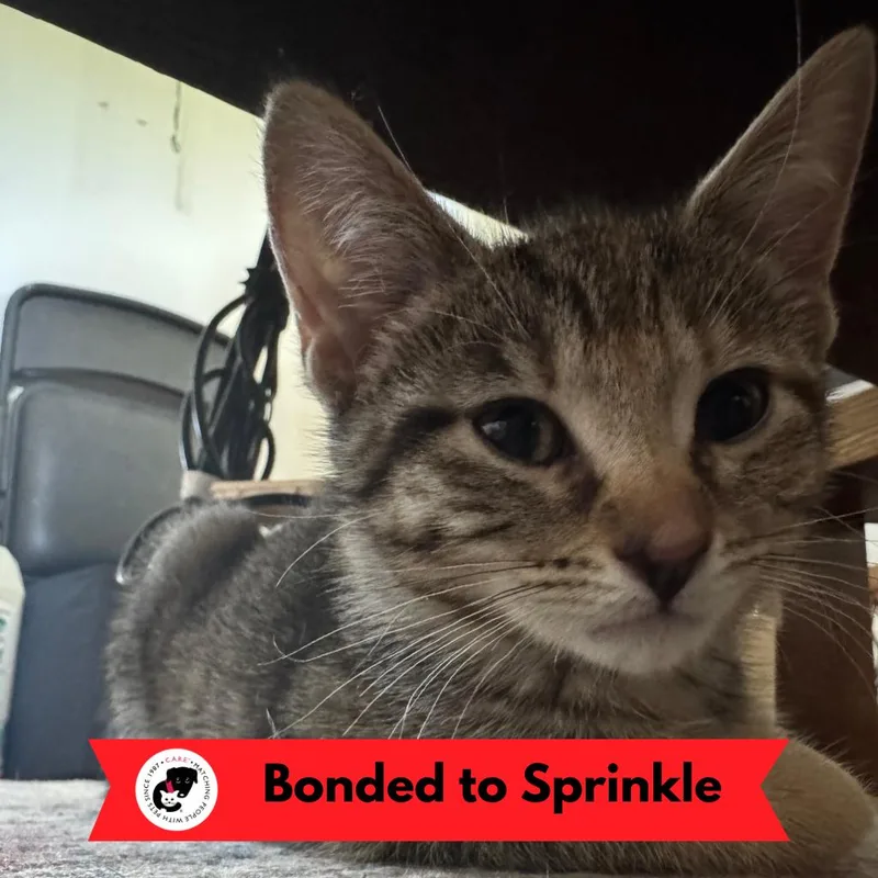 Caramel thumbnail 6