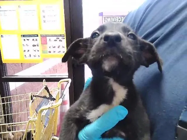 A baby small-sized male German Shepherd Dog dog named Battleship for adoption in Tulsa, OK