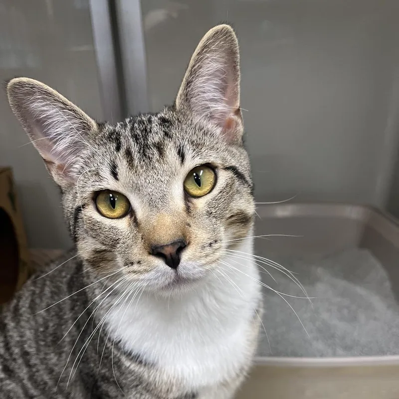 Edgar Allen Poe thumbnail 3