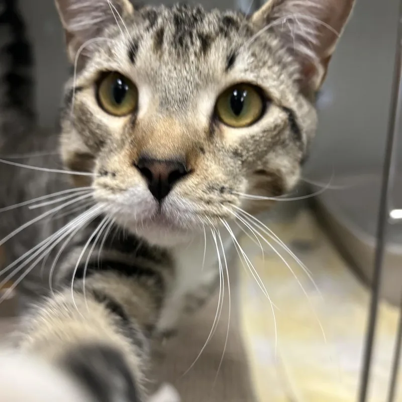 Edgar Allen Poe thumbnail 4