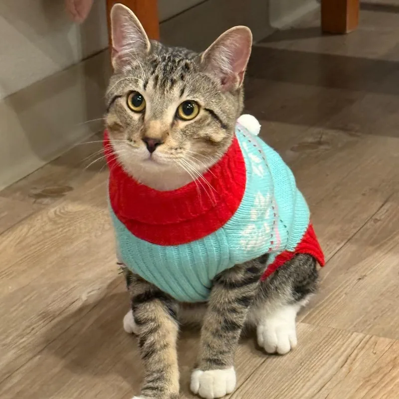 Edgar Allen Poe thumbnail 5