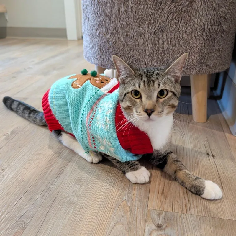 Edgar Allen Poe thumbnail 6