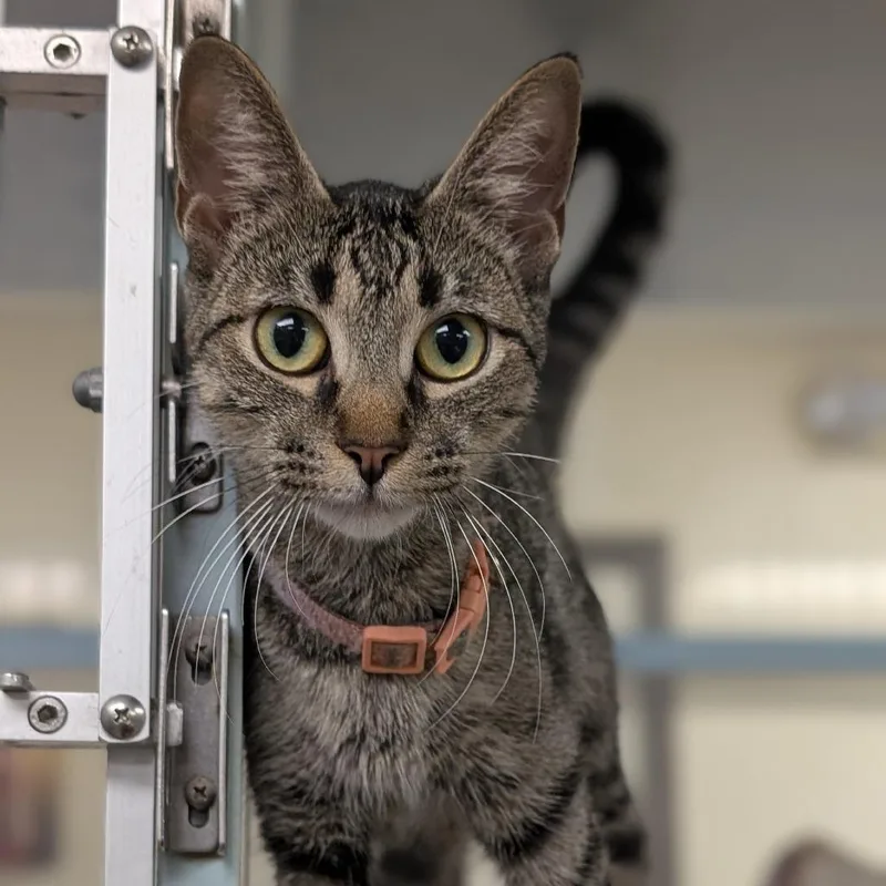 A young small-sized female Brown / Chocolate Domestic Short Hair cat named Keisha for adoption in Buchanan Dam, TX