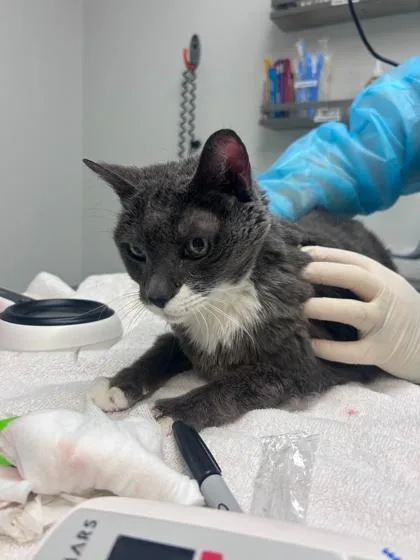An adult medium-sized female Domestic Short Hair cat named Shelby for adoption in Ringoes, NJ