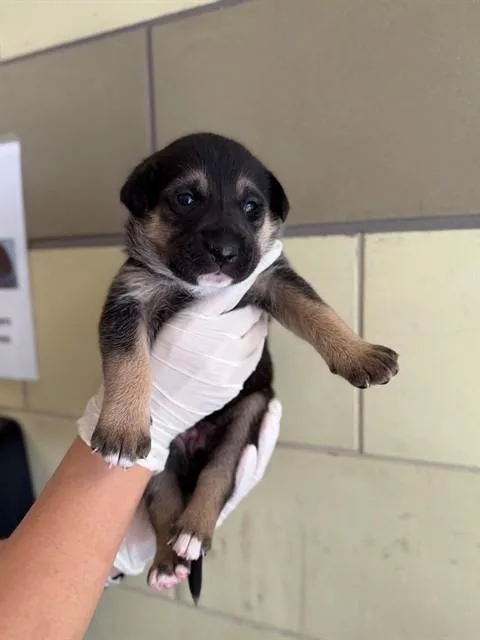 A baby small-sized female Pit Bull Terrier dog named Francis for adoption in Riverside, CA
