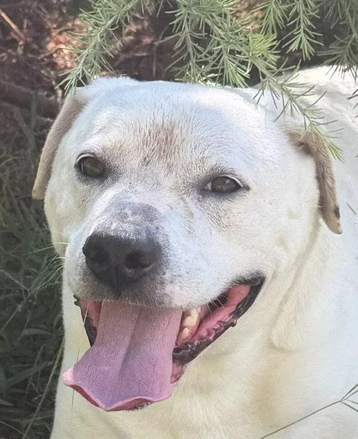 Milo