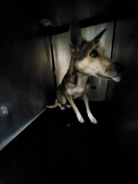 A young medium-sized female German Shepherd Dog dog named Ophelia for adoption in San Antonio, TX