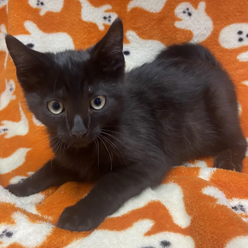 A baby medium-sized male Black Domestic Short Hair cat named Hocus for adoption in Edinburg, VA