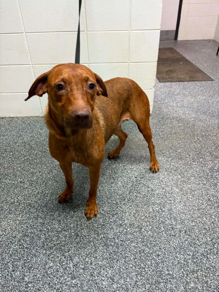 An adult medium-sized female Mixed Breed dog named Ruby Red for adoption in Tifton, GA