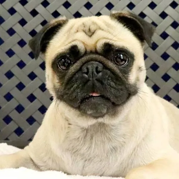 An adult small-sized female Pug dog named Peaches for adoption in Fort Davis, TX