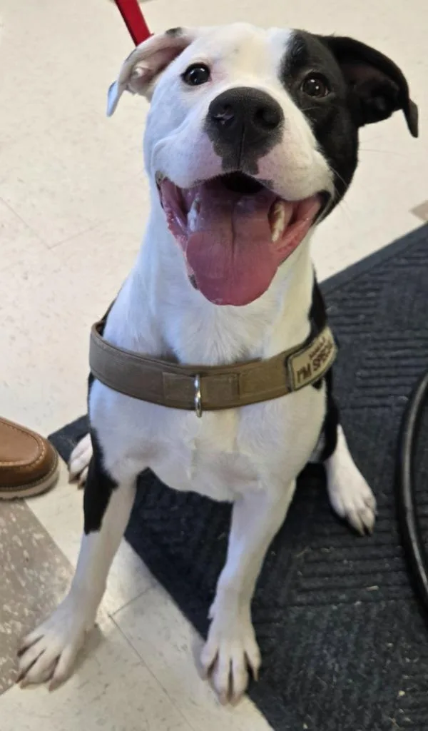 A young medium-sized male Black Boxer dog named Kota for adoption in Claremore, OK