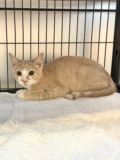 A baby small-sized male Domestic Short Hair cat named Popcorn for adoption in New Orleans, LA